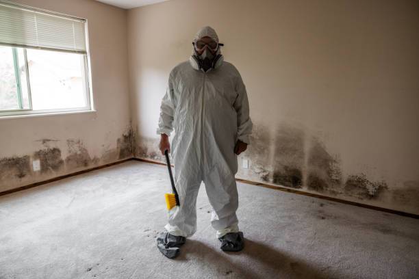 Best Mold Removal and Inspection  in Wayland, MI